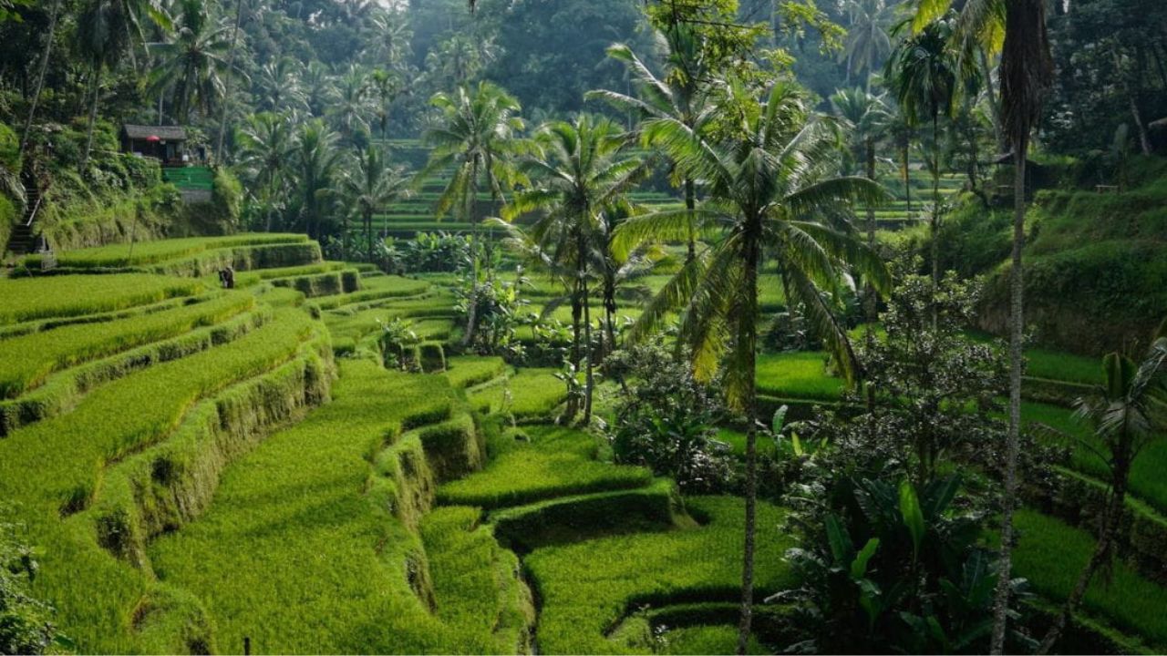 Bali