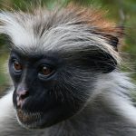 Les animaux dangereux à Zanzibar