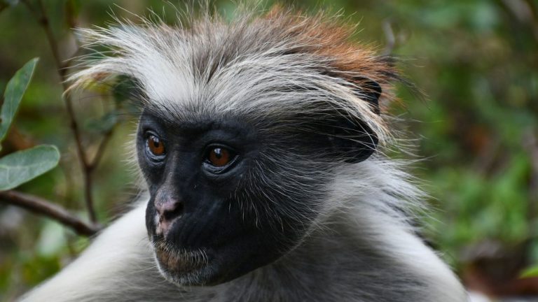Les animaux dangereux à Zanzibar