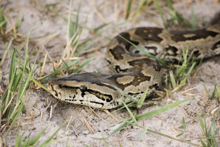 Serpents à Zanzibar